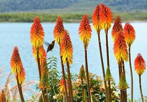tritoma, RED HOT POKER, perennial, TORCH LILY, 30 seeds! GroCo buy US USA