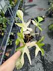 Florida Beauty Philodendron Rooted+Cuttings DISCOUNTED