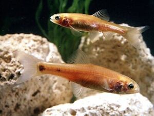 3+ Rosy Red Minnows *Guarantee Live Or Money Back*