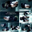 5 Pair - Live Aquarium Guppy Fish High Quality - Dumbo Black Panda