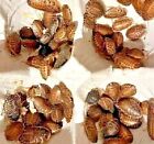 Live Dubia Roaches Pet Reptile Feeders Healthy Dubia Roach Diet Medium & LARGE
