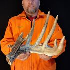 74” Big 8 Point Wild Whitetail Deer SHED ANTLER Rack Skull European Taxidermy