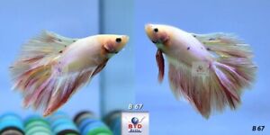 Live Betta Fish B67 Male Fancy Pink Double Tails Premium Grade from Thailand