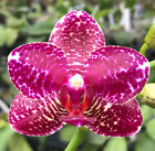Novelty Phal Phalaenopsis Miro Spring Girl x Miro Sun Buddha-FRAGRANT