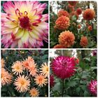 LARGE DAHLIA MIX 75 SEEDS, 2'-6' TALL AND LARGE FLOWERS OF ALL KINDS