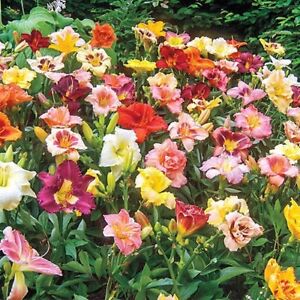 Daylilies - 3 mixed plants - all different, all colors, all beautiful