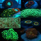 Beginner Mixed Coral Pack 10 Frags (Soft, SPS, LPS) ALL PACKS GET Euphillya!