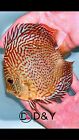 X1 Live  Discus Fish - Ring Leopard - size 5in + Body size USA Stock