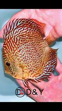 New ListingX1 Live  Discus Fish - Ring Leopard - size 4in-5in USA Stock