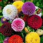 Dahlia Seeds Buy 20 Get 20 Free Vibrant Color Flowerbed US seller