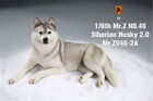 Mr.Z&JXK 1/6 Siberian Husky 2.0 Dog Pet Figure Huskie Animal Model Toy Kid New