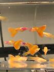 guppy live fish trio Rare strain albino metal yellow lace