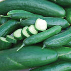 Muncher Cucumber Seeds 50+ Vegetable Garden Heirloom NON-GMO USA FREE SHIPPING