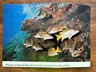 New Listing1977 Cayman Islands Spanish Bay Reef Post Card With JEWELED POMANDER used stamp