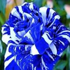 Blue Dragon Rose Seeds 20 or 100 Seeds~Rare-Free Shipping-USA Seller