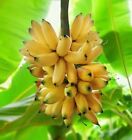 Dwarf Orinoco Musa Banana - 1 Plant Tree —Edible-3 inches - LOWEST PRICE