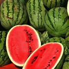Jubilee Improved Watermelon Seeds | Non-GMO | Free Shipping | Seed Store | 1040
