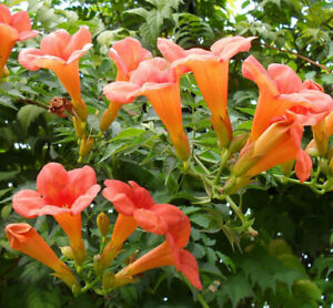 100+ FLOWER VINE SEEDS: Perennial Trumpet Creeper (Campsis radicans) USA SELLER
