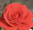 Fragrant cloud Rose Live Starter Plant, HYBRID T!  Bare Root!!! Grows Fast!!