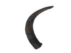 One #1 Grade Real North American Large FEMALE Buffalo Horn (576-LF1-AS) Y2P