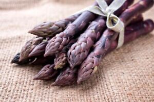 Purple Passion Live Asparagus Bare Root Plants- 2yr Crowns-No ship to California