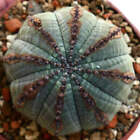 Euphorbia obesa BROWN LINES -  - TRX3