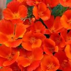 35+ Copper Pot California Poppy Papaver Eschscholzia / Perennial Flower Seeds