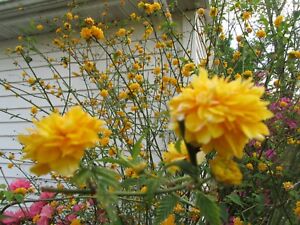 1 Plant Double Flowering Japanese Rose, Kerria japonica,Jew's Mantle 1 - 2' tall