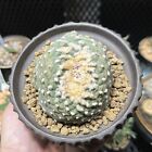 Ariocarpus Crested LP. Aztekium Copiapoa Cacti SUPER RARE (Grafted 4 years ago)