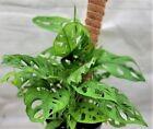Monstera adansonii,Philodendron Swiss Cheese, Philodendron in 3