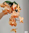 Phal. (Ascps.) Irene Dobkin 'Elmhurst' HCC/AOS, orange flower and fragrant