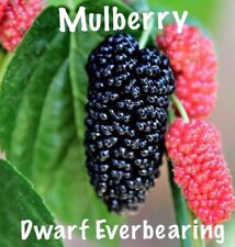 Mulberry Tree - 'Dwarf Everbearing' - Morus nigra 2 live plants edible fruit !