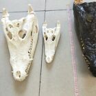 Genuine freshwater crocodile skull animal specimen length 15-60 cm gift crafts