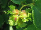 5 AMERICAN HAZELNUT TREE aka Filbert Corylus Americana Fruit Nut Seeds *Comb S/H