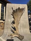 Moose Shed Antler Horns Taxidermy Mount To Stand Alone Customized Nature 15” Ht.