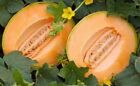 Premium Delicious 51 Cantaloupe - Fresh Heirloom Seeds - Very early! Very Sweet!