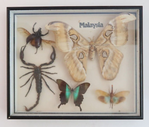 Shadow Box Set Collection Malaysian Bugs Insects Butterflys Scorpion Taxidermy