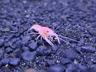 Rare Live Pink Sakura Crayfish 6 Juvenile for $120