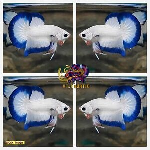 Live Betta Fish High Quality - Good Form - MALE Blue Marble Dragon-USA Seller