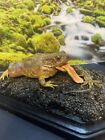 Taxidermy Mount Common Toad Related Reptile Frog Turtle Snake Lizard Tortoise