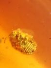 scale insect Burmite Myanmar Burmese Amber insect fossil dinosaur age