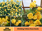 30+ Seeds|  Climbing Yellow Perennial Flower Rose  Seeds #1063