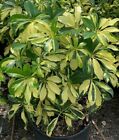 New ListingTrinette Variegated Schefflera Live Plants~Arboricola~Umbrella tree 7-10