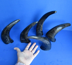 5 Piece lot of  Semi-Polished Water Buffalo horns 9 to 12 inches # 48177