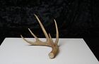 New ListingWHITETAIL ANTLER - SINGLE 795 - CABIN DECOR, TAXIDERMY, PROJECTS, MAN CAVE