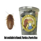 Dubia Roaches - Small, Medium, Large, XL - Live Feeders +25 Superworms