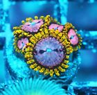 New ListingWWC Purple Monster Paly Zoanthids Paly Zoa SPS LPS Corals, WYSIWYG