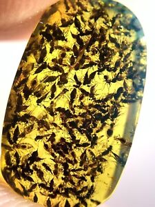 Fossil amber Insect burmite Burmese Cretaceous Many Insects Myanmar