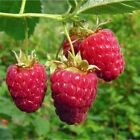 20 RED  RASPBERRY SEEDS FREE USA SHIPPING