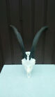 Large Aries Goat Skull Horns Taxidermy